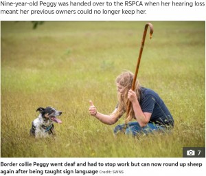 2021年には英国で聴覚を失った9歳の牧羊犬がハンドサインを覚えて見事復帰したという話題がニュースになった（画像は『The Sun　2021年6月15日付「HAND OF DOG Deaf collie can now round up sheep again after being taught sign language」（Credit: SWNS）』のスクリーンショット）