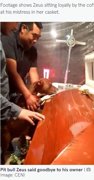 メキシコで2022年、飼い主の葬儀で棺の小窓に顔を近づけた犬。「悲しみが分かっている」という声があがっていた（画像は『The Mirror　2022年5月15日付「Heartbreaking moment mourning dog pays final respects to owner at funeral」（Image: CEN）』のスクリーンショット）