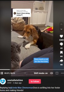 初めての散歩から数日後、一時的な預かり施設で猫と遊ぶドラ。日々自信をつけてたくましくなっているそうで、里親が見つかるのも時間の問題だそうだ（画像は『OTAT　2023年10月27日付TikTok「Replying to @Linda Mae Zimmerman」』のスクリーンショット）