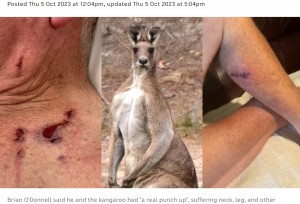 豪ビクトリア州で今年9月、バイクで走行中の74歳男性がカンガルーに襲われる。男性はパンチで抵抗し、命からがら逃げ出したという（画像は『ABC　2023年10月5日付「Kangaroo attack in St Arnaud leaves 74-year-old with ‘slipper full of blood and pants half torn off’」（Supplied: Sue O’Donnell; Tim Bergen（file））』のスクリーンショット）
