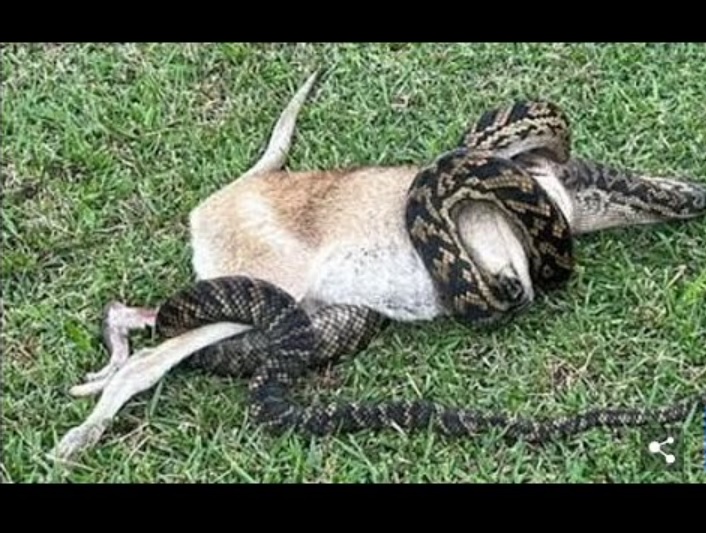 豪クイーンズランド州で今年6月、大型のニシキヘビ「スクラブパイソン（またはアメジストパイソン）」がワラビーを捕食する様子が捉えられていた（画像は『Mail NewsTV　2023年6月10日公開 YouTube「Gruesome moment a dog walker films a python turning a wallaby into dinner and says the sight……」』のサムネイル）