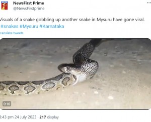 インド南西部カルナータカ州で今年7月、インドコブラが全長91センチほどのニシキヘビを丸呑みする様子が捉えられた。インドコブラの顎の柔軟さと動きの速さに驚きの声があがっていた（画像は『NewsFirst Prime　2023年7月24日付X「Visuals of a snake gobbling up another snake in Mysuru have gone viral.」』のスクリーンショット）