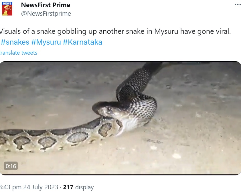 インド南西部カルナータカ州で今年7月、インドコブラが全長91センチほどのニシキヘビを丸呑みする様子が捉えられた。インドコブラの顎の柔軟さと動きの速さに驚きの声があがっていた（画像は『NewsFirst Prime　2023年7月24日付X「Visuals of a snake gobbling up another snake in Mysuru have gone viral.」』のスクリーンショット）