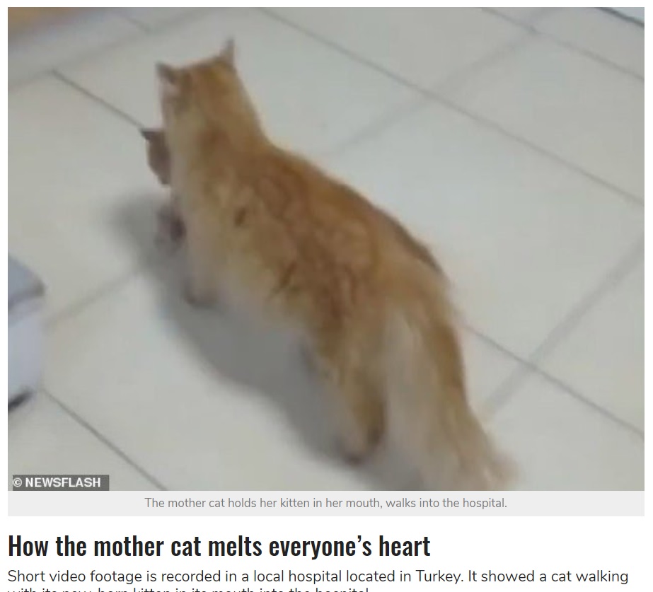 2021年、トルコ西部の動物病院に我が子をくわえてやってきた野良猫。子猫は目に感染症を患っており、治療を受けていた（画像は『StarBiz　2021年3月31日付「Mother Cat Carries Her Kitten To The Hospital For Help」（NEWSFLASH）』のスクリーンショット）