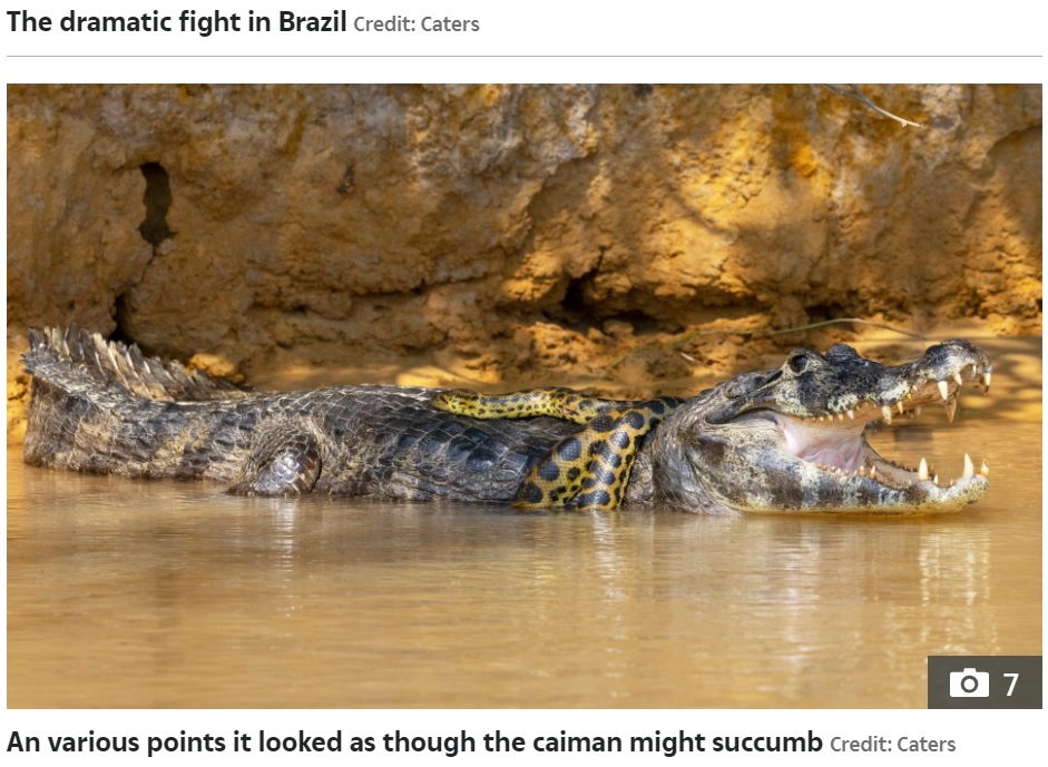 ブラジル中西部マットグロッソ州でワニとアナコンダの死闘が2020年9月に撮影された。水中戦に持ち込み、アナコンダは諦めたようだ（画像は『The Sun　2021年10月12日付「SNAKE, RATTLE AND ROLL Giant anaconda wraps itself round a deadly caiman in brutal fight for survival – but who comes out on top?」（Credit: Caters）』のスクリーンショット）