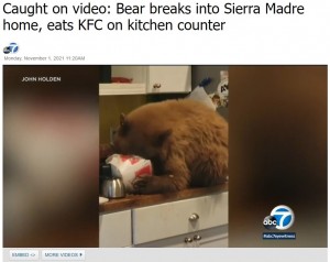 2021年、米カリフォルニア州の民家で撮影されたクマ。ケンタッキーフライドチキンの容器に顔を突っ込んでチキンを貪っていた（画像は『ABC7　2021年11月1日付「Caught on video: Bear breaks into Sierra Madre home, eats KFC on kitchen counter」（JOHN HOLDEN）』のスクリーンショット）