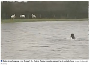 泳ぎが得意であると知っていた農家の飼い主は、牧羊犬にいつも通り指示を出してみた。すると牧羊犬は平然と泳いで羊たちの救出へ向かった（画像は『North Wales Live　2023年10月21日付「Storm Babet: Sheepdog Patsy saves ewes stranded in flooded Ruthin field」（Image: Llyr Derwydd （PA Wire））』のスクリーンショット）