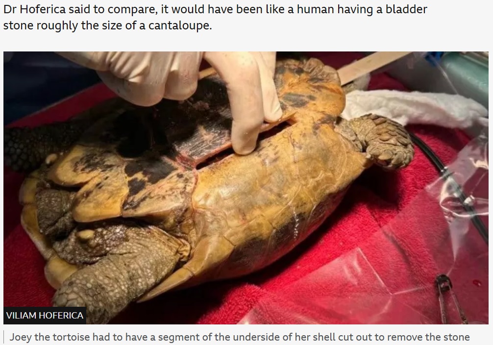手術を担当した獣医は、リクガメの甲羅のお腹の部分に穴を開け、そこから巨大な膀胱結石を摘出した。穴は樹脂とファイバーを接着剤として使用し、元に戻された（画像は『BBC　2023年9月29日付「Tortoise’s tennis ball-sized bladder stone removed」（VILIAM HOFERICA）』のスクリーンショット）
