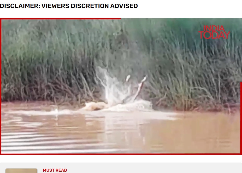 インド東部オディシャ州で今年8月、川で沐浴中の女性をワニが襲う。女性は人形のように宙を舞っていた（画像は『India Today　2023年8月16日付「Caught on camera: Crocodile drags Odisha woman into river, kills her」』のスクリーンショット）