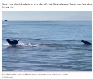 米カリフォルニア州のビーチで2022年、ボールを追いかける犬に野生のアザラシが参加する映像が撮影された（画像は『New York Post　2022年9月10日付「Video of seal and dog playing fetch together goes viral」（Twitter/＠christoq）』のスクリーンショット）