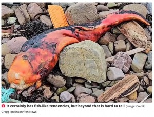 発見者のグレッグさんは謎の死骸の情報を求めてFacebookに動画を投稿したが、その正体は断定できなかったという（画像は『The Daily Star　2023年11月15日付「Mysterious orange sea beast washes up on UK beach - and people have no idea what it is」（Image: Credit: Gregg Jenkinson/Pen News）』のスクリーンショット）