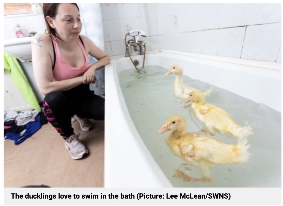 2022年にはイギリスである女性がスーパーマーケットで購入したアヒルの卵を孵化させることに成功した。一緒に寝るほど可愛がっているという（画像は『Metro　2022年7月5日付「Mum now has three pet ducklings after eggs she bought from Morrisons hatched」（Picture: Lee McLean/SWNS）』のスクリーンショット）