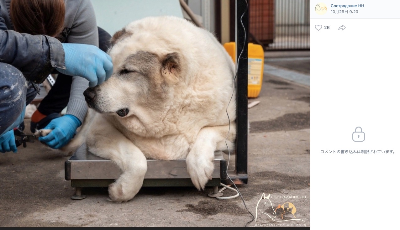 ロシアで保護された超肥満体の犬。誰もが「野良犬なのになぜこんなにも太っているのか？」と疑問を抱いたようだ（画像は『Сострадание НН　2023年10月26日付ВКонтакте「КРУГЕТС НЕ МОЖЕТ ХОДИТЬ!」』のスクリーンショット）