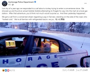米アラスカ州の警察に今年2月、パトカーで連行された脱走常習犯のブタ。その名が「エルヴィス・プレスリー」をもじった「エルヴィス・ピグスリー」だったことで話題に（画像は『Anchorage Police Department　2023年2月14日付Facebook「Just shy of a year ago we responded to a call about a turkey trying to enter a convenience store.」』のスクリーンショット）