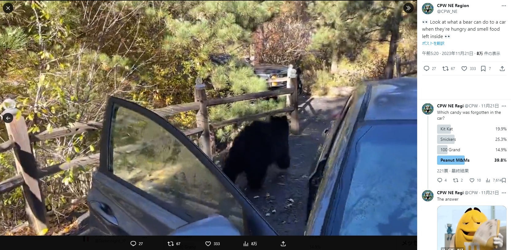 食料を求めて車内に侵入したが、外へ出られなくなったクマ。解放されると足早に去っていった（画像は『CPW NE Region　2023年11月21日付X「Look at what a bear can do to a car when they’re hungry and smell food left inside」』のスクリーンショット）
