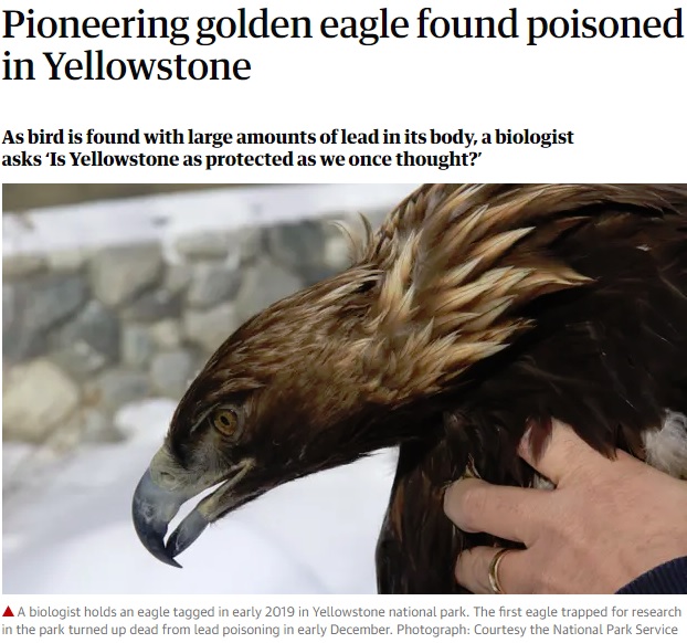 米イエローストーン国立公園で2018年12月、希少ワシの死骸が見つかる。その後、狩猟の鉛弾が原因で「鉛中毒死」だったことが公表された（画像は『The Guardian　2019年4月16日付「Pioneering golden eagle found poisoned in Yellowstone」（Photograph: Courtesy the National Park Service）』のスクリーンショット）
