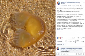 豪ニューサウスウェールズ州の海岸で2019年に発見された謎の生物。結局「クラゲではないか」という結論だった（画像は『Sapphire Coast Marine Discovery Centre　2019年1月3日付Facebook「One of most intriguing, interesting and baffling ID calls yet!!!」』のスクリーンショット）