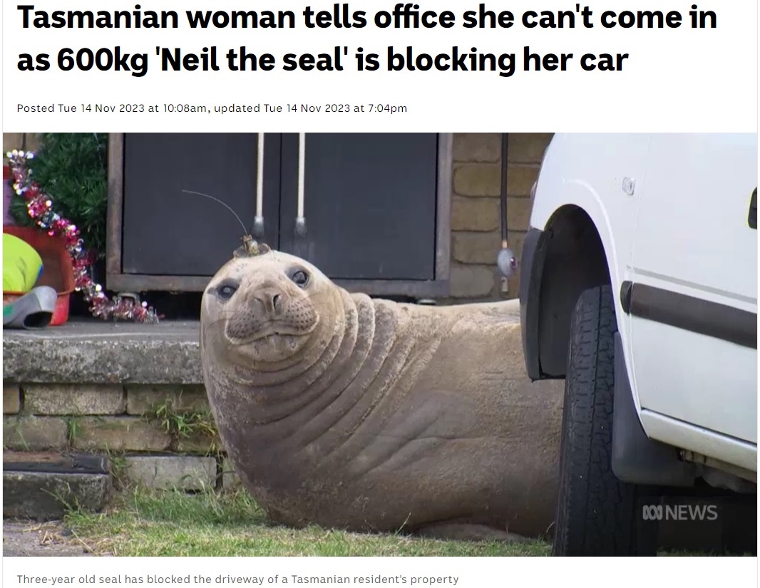 豪タスマニア州のある民家の庭にいたミナミゾウアザラシ。ビーチから離れているが、なぜここに来たのかは明らかになっていない（画像は『ABC（Australian Broadcasting Corporation）　2023年11月14日付「Tasmanian woman tells office she can’t come in as 600kg ‘Neil the seal’ is blocking her car」』のスクリーンショット）