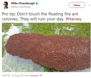 2017年、米南部を中心に洪水が発生し、テキサス州の冠水した道路でヒアリが水に浮いて漂う光景が捉えられた（画像は『Mike Hixenbaugh　2017年8月28日付X「Pro tip: Don’t touch the floating fire ant colonies. They will ruin your day. ＃Harvey」』のスクリーンショット）