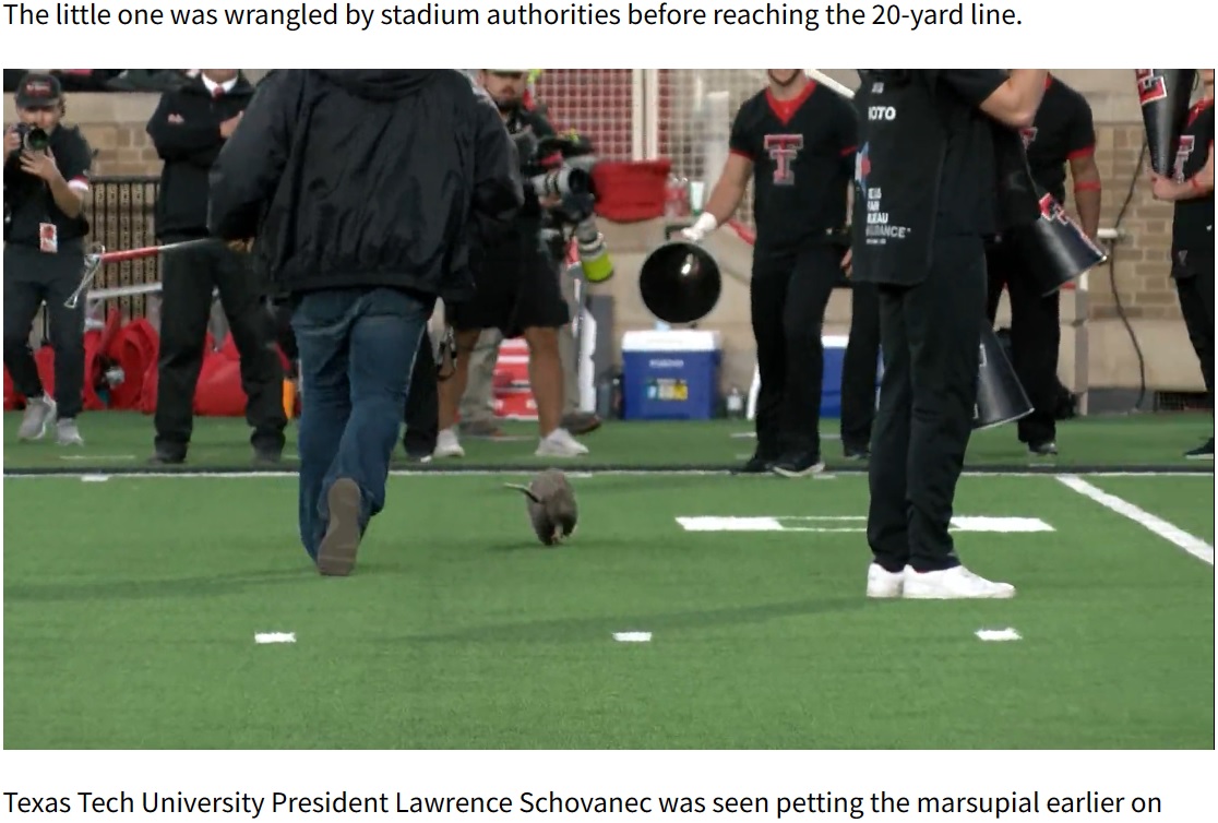 アメフトの第1クォーターが終わり、サイドチェンジを行っている間に1匹のオポッサムがスタジアムに現れた。幸いにもすぐに捕獲されたという（画像は『KXAN News　2023年11月3日付「Opossum runs across field during TTU vs. TCU game」』のスクリーンショット）