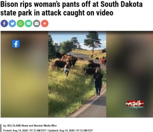2020年にはやはりアメリカのカスター州立公園で女性がバイソンに近づきすぎて襲われる事故が発生し、物議を醸した（画像は『FOX 8 News　2020年8月14日付「Bison rips woman’s pants off at South Dakota state park in attack caught on video」』のスクリーンショット）