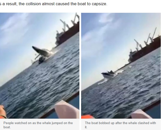 メキシコで2022年5月、ザトウクジラが海面ではなくホエールウォッチング中のボートの上に落ち、4人が重軽傷を負った（画像は『news.com.au　2022年5月17日付「Terrifying moment passengers watch on as whale lands on boat」』のスクリーンショット）
