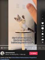 【海外発！Breaking News】仕事に行く飼い主を「バイバイ」と送り出すネコに「心がとけそう」＜動画あり＞