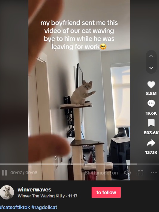 動画には「なんて可愛いの！」「バイバイというより、まるで『さっさとドアを閉めて！』とでも言っているようね」など様々な声が届いた（画像は『Winver The Waving Kitty　2023年11月17日付TikTok「＃catsoftiktok ＃ragdollcat」』のスクリーンショット）