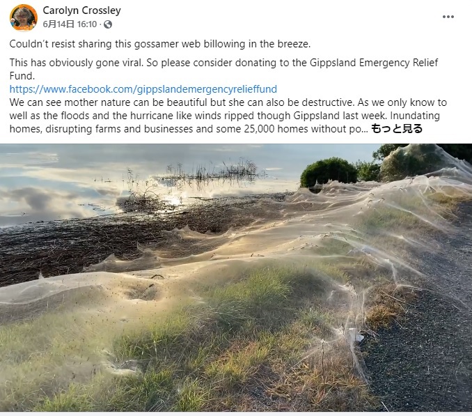 豪ビクトリア州で2021年6月、シルクの布のようなものが植物を覆う光景が撮影された。その正体はクモの糸だった（画像は『Carolyn Crossley　2021年6月14日付Facebook「Couldn’t resist sharing this gossamer web billowing in the breeze.」』のスクリーンショット）