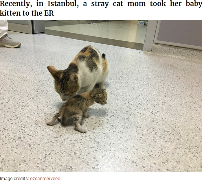 トルコで2020年4月、病気の我が子をくわえて人間の病院にやって来た母猫。子猫はその後、獣医の診察を受けて元気に回復したという（画像は『Bored Panda　2020年4月30日付「Mother Cat Brings Her Ill Kitten To The Hospital, Medics Rush To Help Them」（Image credits: ozcanmerveee）』のスクリーンショット）