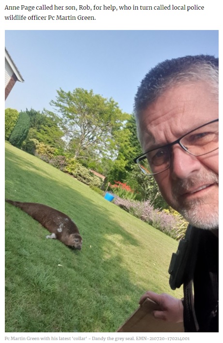 2021年7月、英リンカンシャー州のある家の庭にやってきたアザラシ。しかもその庭は海から30キロ離れていた（画像は『LincolnshireWorld　2021年7月21日付「‘Hello? Police? There’s a seal on my patio’: Billinghay resident explains bizarre morning call to Lincolnshire cop」』のスクリーンショット）