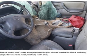米ジョージア州で2019年12月、高速道路を走行中の車にシカが衝突する事故が発生。シカはフロントガラスを突き破って車内に飛び込んでいた（画像は『Fox News　2019年12月13日付「Deer killed in Georgia after crashing through driver’s windshield: ‘He tried to hitch a ride’」（Jones County Sheriff’s Office）』のスクリーンショット）