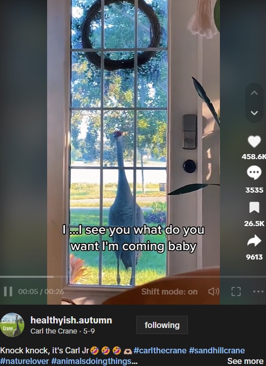 約4年前からほぼ毎日のように庭にやって来るオスのカナダヅル。時には玄関をノックするこのツルに、女性は“カール”と名付けて温かく見守っている（画像は『Carl the Crane　2023年5月9日付TikTok「Knock knock, it’s Carl Jr」』のスクリーンショット）