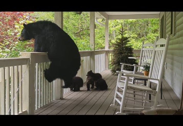 米ノースカロライナ州のある家に2017年頃から姿を現すようになったメスのアメリカグマ。7年目となる今年4月に4頭の子グマを連れてお披露目に来ていた（画像は『Patrick Conley　2023年4月30日公開 YouTube「Bear Simone and Her Four （!!!!） Cubs – First Visit」』のサムネイル）