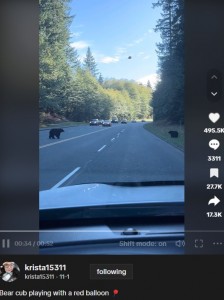 飛んでいってしまった風船を見つめる子グマと、一度渡った道路を引き返してくる母グマ。親子の様子を見守る車の列も見て取れる（画像は『krista15311　2023年11月1日付TikTok「Bear cub playing with a red balloon」』のスクリーンショット）