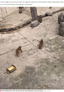 中国の動物園で餌を盗みにやって来たネズミを捕まえるサル。その後の行動があまりにも残酷だった（画像は『The Daily Star　2023年1月5日付「Bloodthirsty monkeys bash rat against rocks for stealing food before trying to drown it」（Image: AsiaWire）』のスクリーンショット）