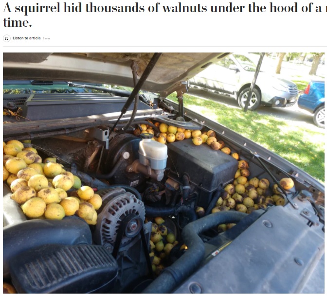 米ノースダコタ州で2021年9月、アメリカアカリスの謎の行動が伝えられた。リスは特定の車にだけ大量のクルミを詰め込んでいた（画像は『The Washington Post　2021年9月30日付「A squirrel hid thousands of walnuts under the hood of a man’s truck. It wasn’t the first time.」（Bill Fischer）』のスクリーンショット）