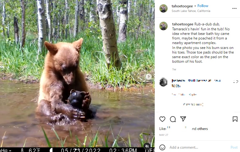 2021年7月、米カリフォルニア州の大規模な森林火災で施設に保護されたクマ。その後、施設を脱走していたが、2022年5月に小川で遊ぶ様子が捉えられた（画像は『Tahoe Toogee　2022年5月27日付Instagram「Rub-a-dub dub」』のスクリーンショット）