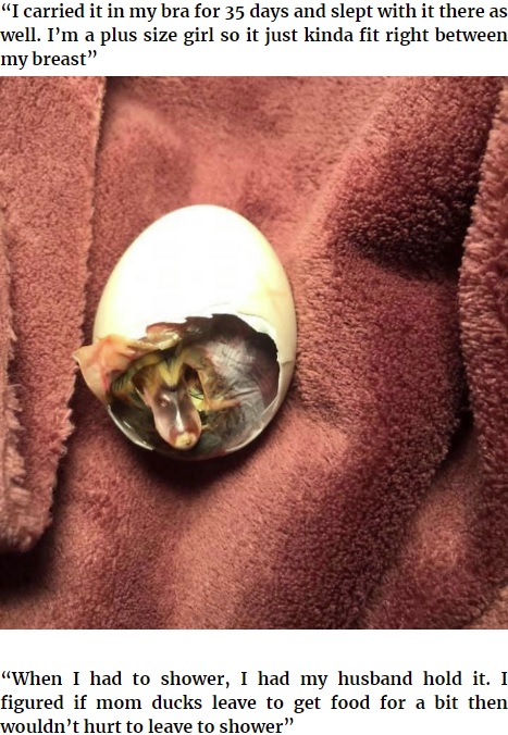 2020年には米カリフォルニア州で、ヒビが入った鴨の卵を見つけた女性が、35日間もブラジャーの中で卵を温め続け、ついに孵化させた（画像は『Bored Panda　2020年4月20日付「Kids Destroy Duck’s Nest, Woman Saves Cracked Egg By Carrying It In Her Bra For 35 Days」』のスクリーンショット）