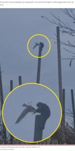 英チェスターにある動物園で2022年2月、サルが飛んできたカモメを鷲掴みにして木柱に叩きつけていた（画像は『New York Post　2022年3月9日付「‘King Kong’ monkey batters seagull to death, eats it in wild video」（Kennedy News and Media）』のスクリーンショット）