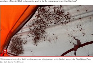ライトに照らされたテントの表面には、おびただしい数の虫が動き回っていた。日が昇ると、恐ろしいほどの数の虫がテントに集まっていたことが明らかになった（画像は『New York Post　2023年11月3日付「Hundreds of daddy longlegs cover camper’s tent in skin-crawling video」（Lake Clark National Park ＆ Preserve）』のスクリーンショット）