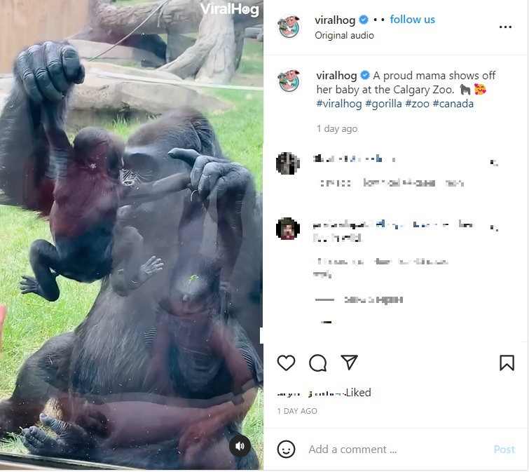 カナダの動物園で2022年7月、初めての子育てに奮闘する母ゴリラが、来園客に赤ちゃんをお披露目していた（画像は『ViralHog　2022年7月29日付Instagram「A proud mama shows off her baby at the Calgary Zoo.」』のスクリーンショット）