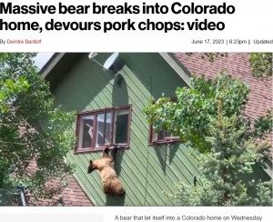 米コロラド州で今年6月、民家の2階窓から脱出しようとするクマがあまりの高さに悪戦苦闘。クマは家の中にあったポークチョップとスナックを食べていたという（画像は『New York Post　2023年6月17日付「Massive bear breaks into Colorado home, devours pork chops: video」』のスクリーンショット）