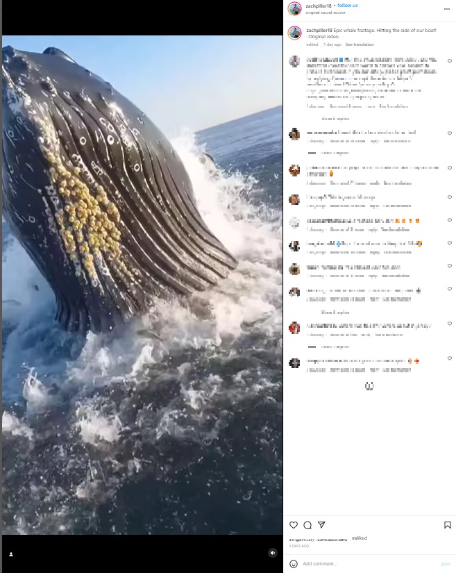 ニュージャージー州ベルマー沖で2022年10月、釣りをしていた親子がザトウクジラの“ブリーチング”に遭遇していた（画像は『Zach Piller　2022年10月13日付Instagram「Epic whale footage.」』のスクリーンショット）