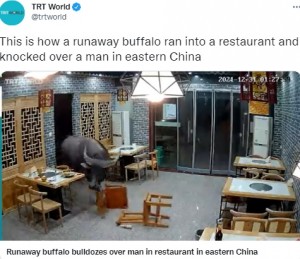 中国江蘇省のレストランで2021年12月、店内に猛突進した水牛。その場にいた男性が宙に突き上げられていた（画像は『TRT World　2022年1月6日付X「This is how a runaway buffalo ran into a restaurant」』のスクリーンショット）