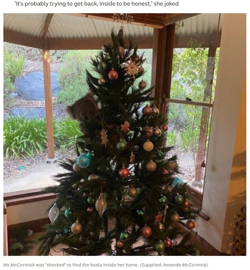 クリスマスは夏にあたるオーストラリアでは、ある民家に侵入したコアラがクリスマスツリーに登り、帰宅した家族を驚かせた（画像は『ABC News　2020年12月3日付「Adelaide family returns home to find koala perched on Christmas tree in lounge room」（Supplied: Amanda McCormick）』のスクリーンショット）