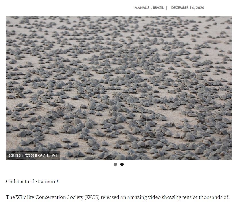 2020年にはブラジルの川辺で約10万匹のカメが卵から孵り、一斉に川に向かって進む壮大な映像が届けられた。世界でも数か所でしか見ることのできない貴重な瞬間だという（画像は『WCS Newsroom　2020年12月14日付「TURTLE TSUNAMI! WCS releases incredible footage of mass hatching of locally endangered turtle」（CREDIT WCS BRAZIL.JPG）』のスクリーンショット）