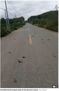 道路上には多数のツバメが力なく横たわっている。気温が低すぎたことが原因だという報道もあるが、「環境汚染が原因ではないか」などの声もあがっている（画像は『The Sun　2023年11月16日付「FLOCKY HORROR Eerie moment hundreds of birds drop dead from the sky after swarming over cities in chilling ‘sign of the apocalypse’」（Credit: AsiaWire）』のスクリーンショット）