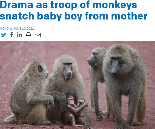 タンザニアで2022年6月、サルの群れが民家に押し入り、授乳中の赤子を母親から奪い去っていた（画像は『The Citizen　2022年6月20日付「Drama as troop of monkeys snatch baby boy from mother」』のスクリーンショット）