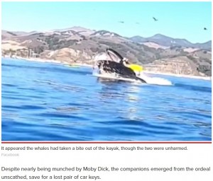米カリフォルニア州アビラビーチで2020年11月、ホエールウォッチングを楽しんでいた女性2人がクジラに危うく飲み込まれそうになっていた（画像は『New York Post　2020年11月3日付「Footage captures shocking moment whale nearly swallows two kayakers」（Facebook）』のスクリーンショット）